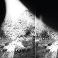 Godspeed You! Black Emperor - Asunder Sweet & Other Distress CD (Softpack) ( VINYL )