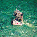 Joyce Manor - Cody LP ( VINYL )