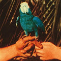 Andrew Bird - Are You Serious LP ( VINYL )