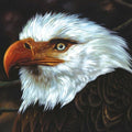 Mogwai - Hawk Is Howling LP ( VINYL )