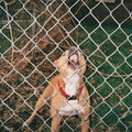 Knocked Loose - Pop Culture CD ( VINYL )