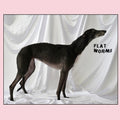 Flat Worms - S/T LP ( VINYL )