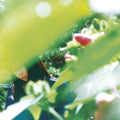 Minuano - Spring Lovers LP (140 Gram Vinyl, Limited Edition) ( VINYL )