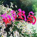 Hirs Collective - We're Still Here LP (Colored Vinyl, White, Gatefold Lp Jacket) ( VINYL )