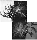 Andrew Pekler - New Environments And Rhythm Studies LP ( VINYL )