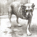Alice in Chains - Alice In Chains 2LP (Colored Vinyl, Anniversary Edition, Reissue) ( VINYL )