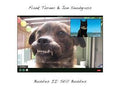 Frank Turner & Jon Snodgrass - Buddies II: Still Buddies LP ( VINYL )