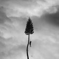 Manchester Orchestra - A Black Mile To The Surface 2LP (Etched) ( VINYL )